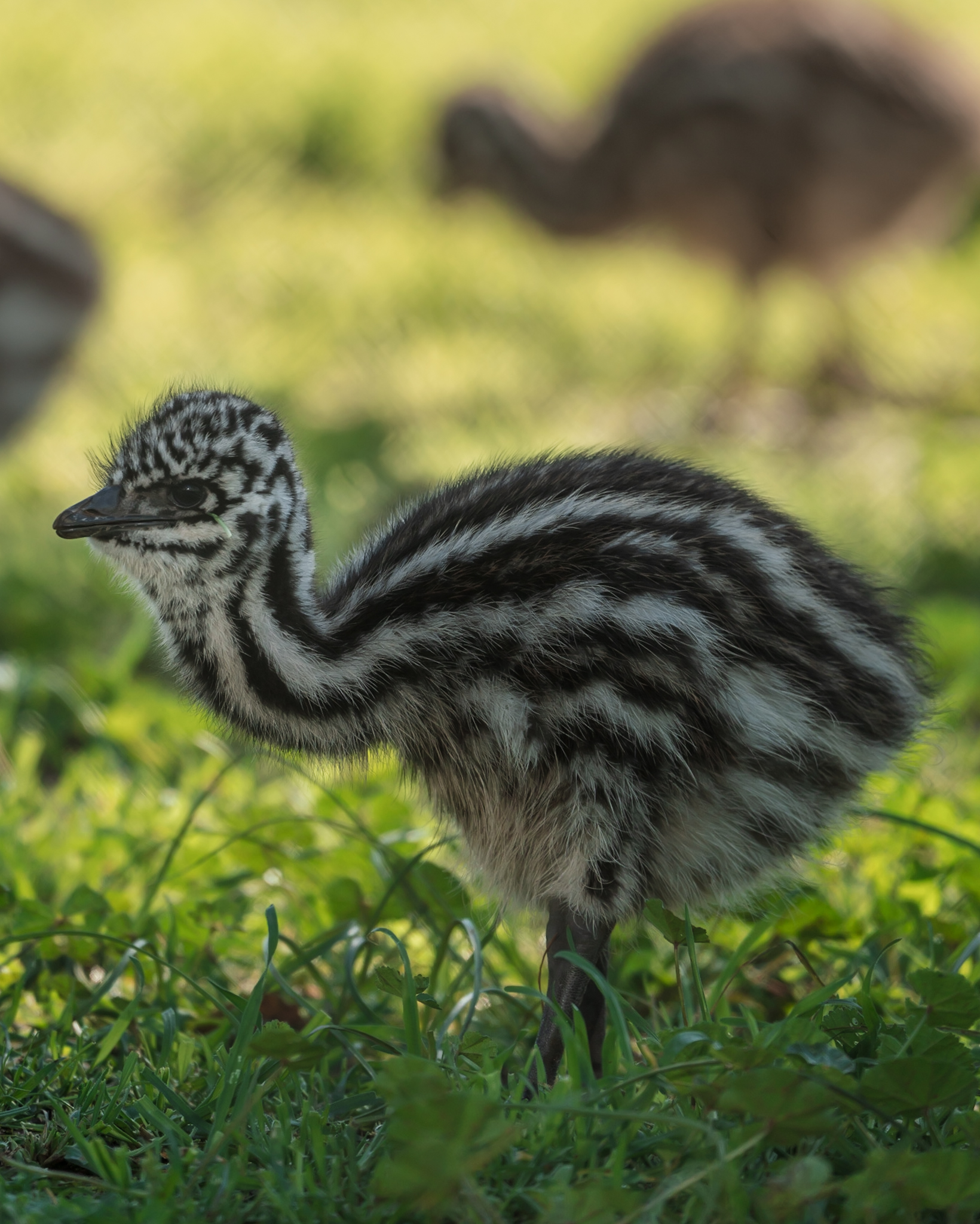 Baby emu chick