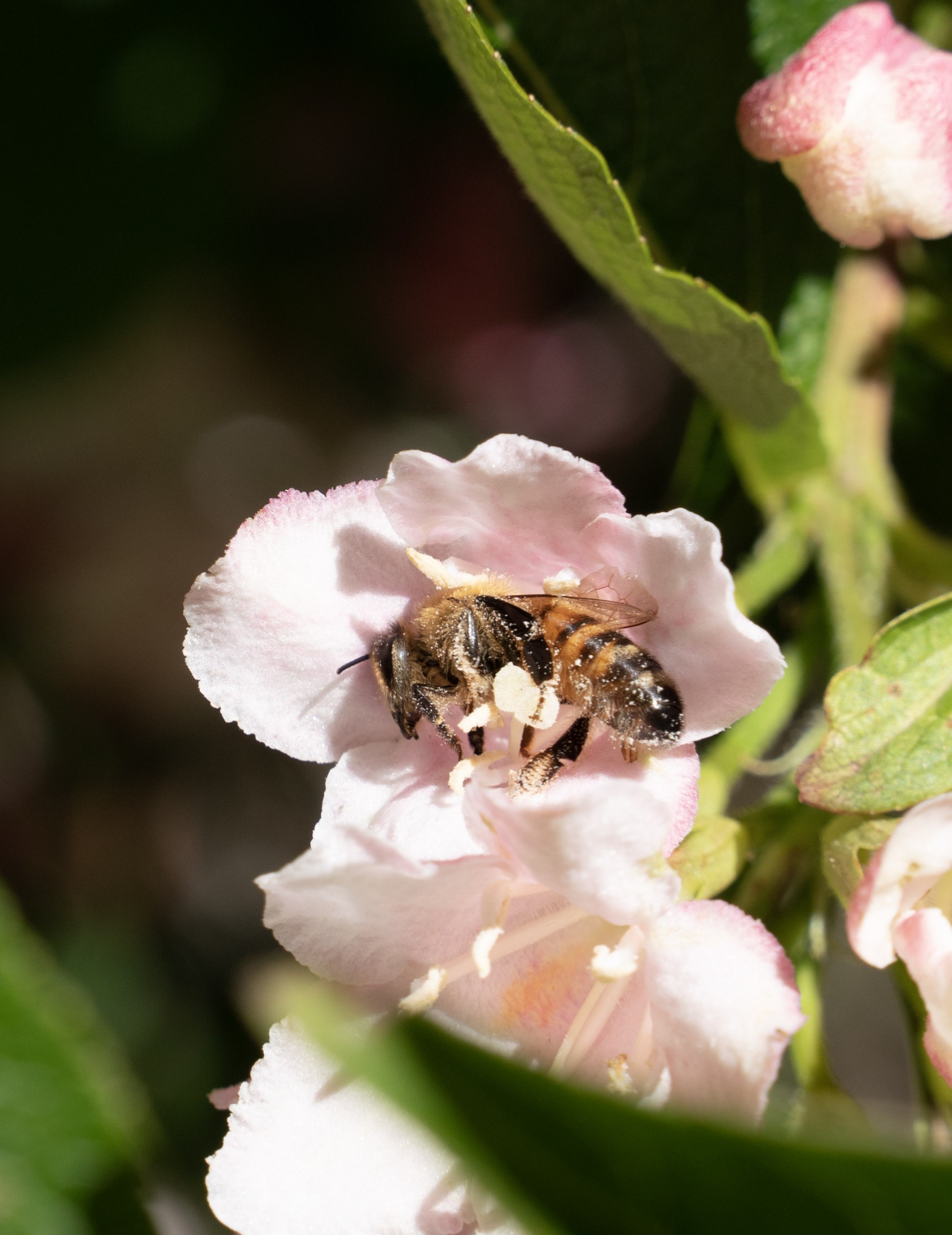 Bee in flower