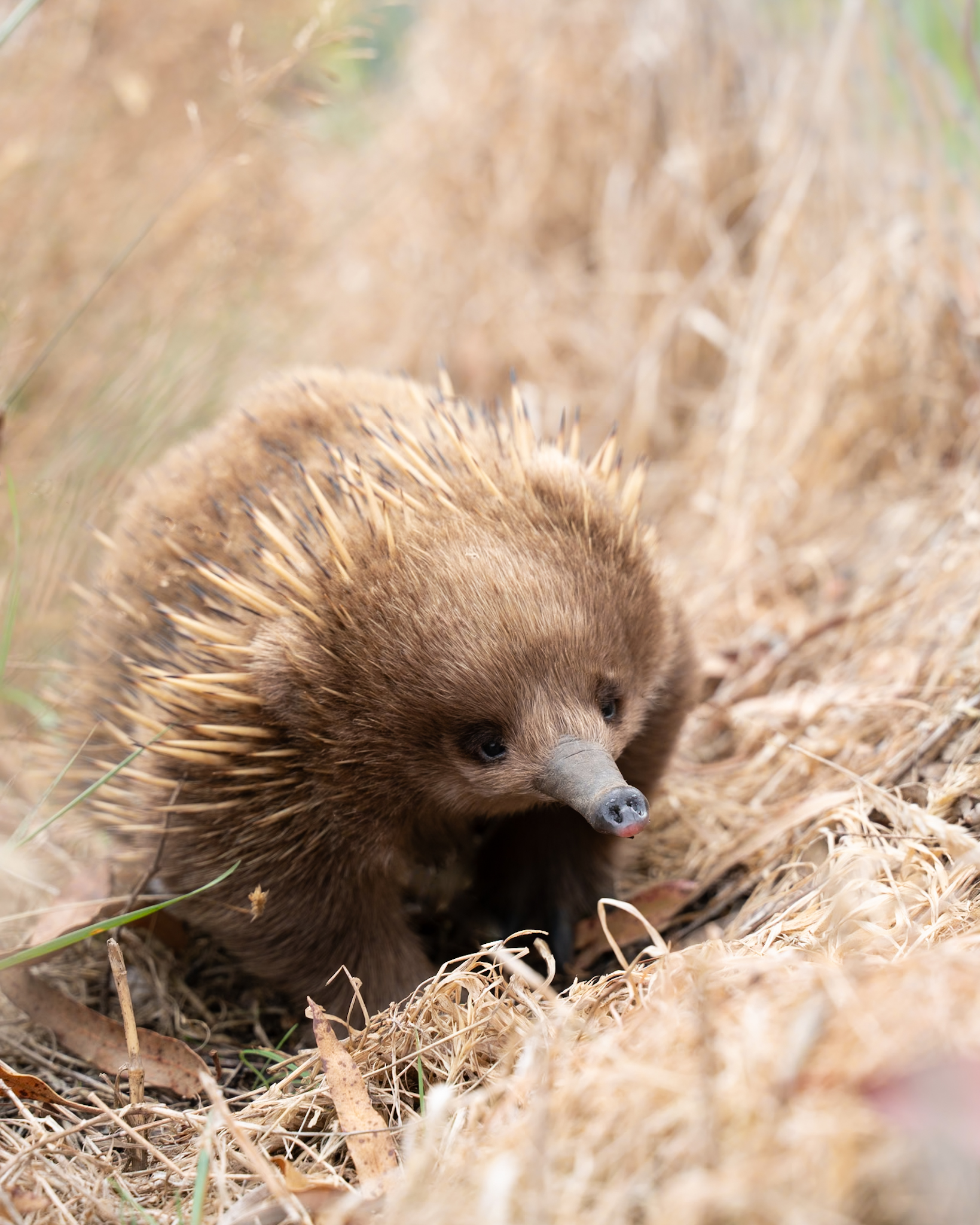 Australian echidna