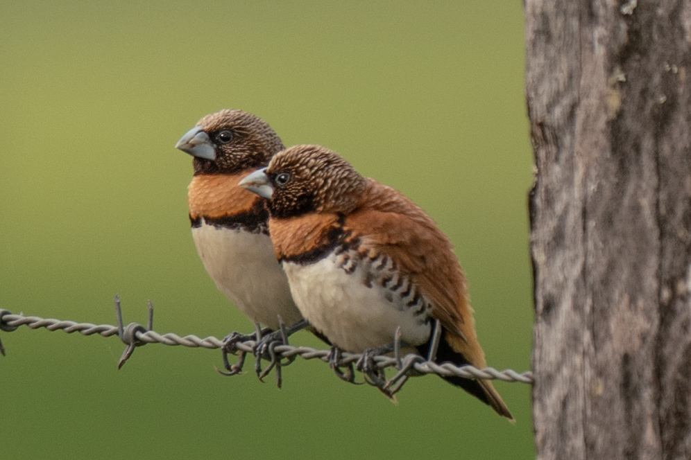 Australian finches