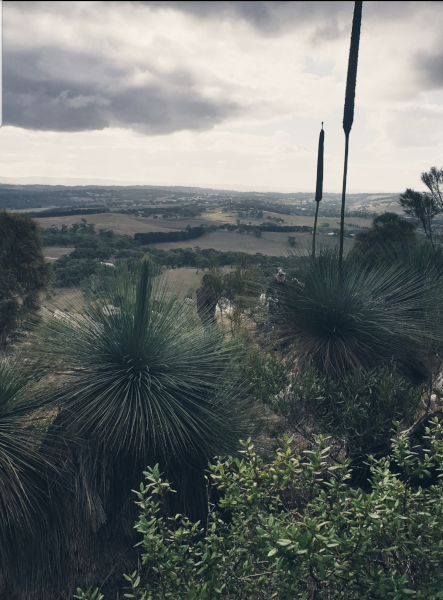 Grass Tree