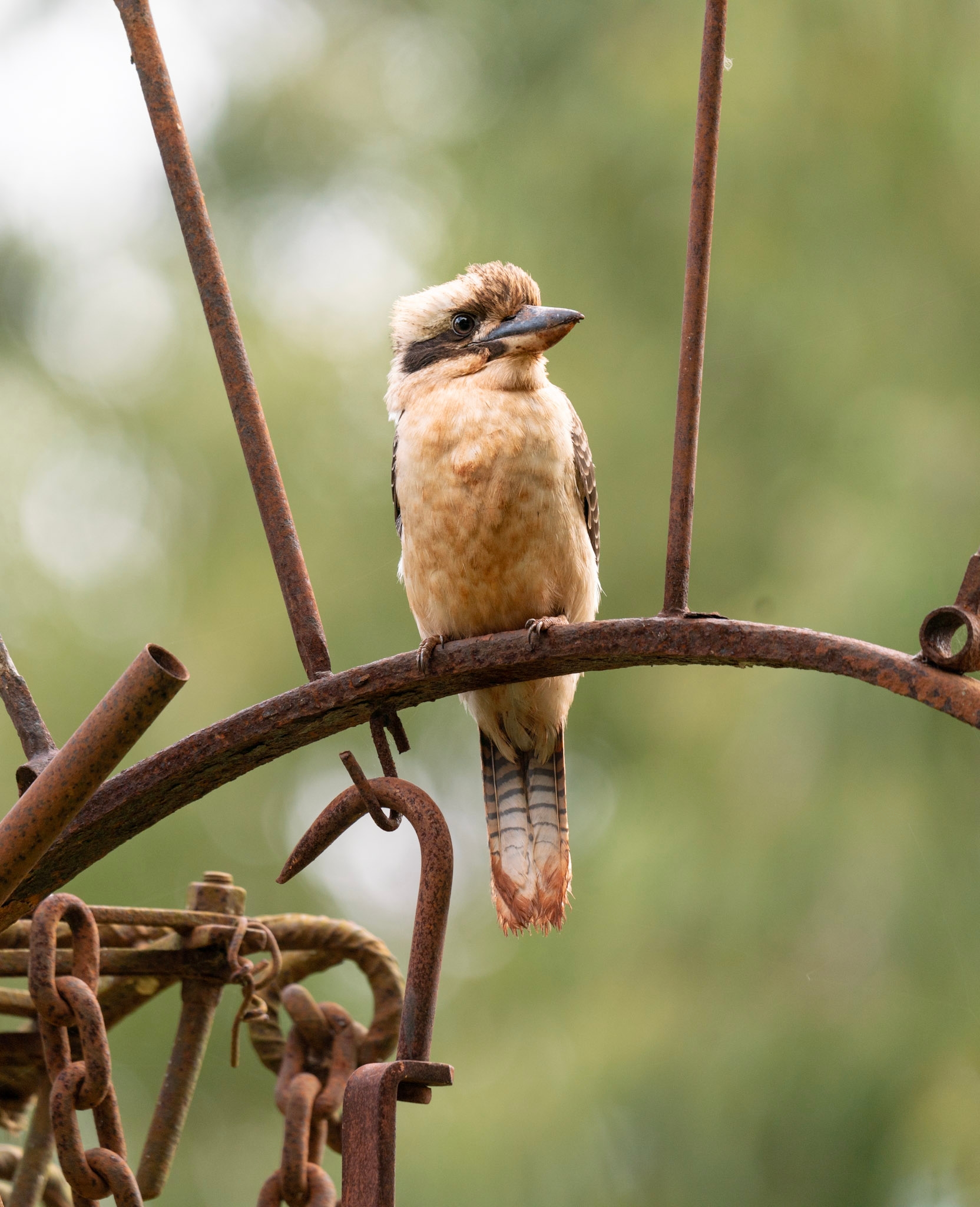 Australian kookaburra