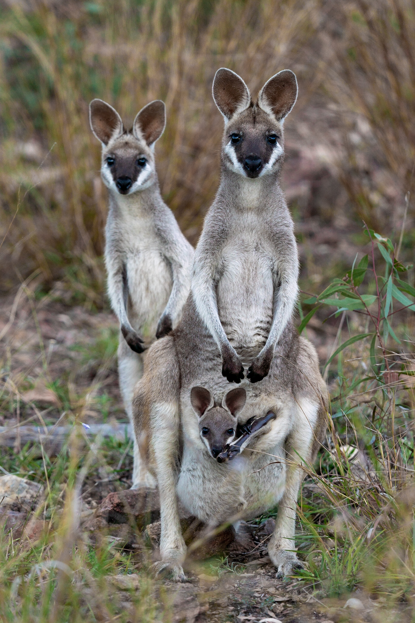 Australian wallabies