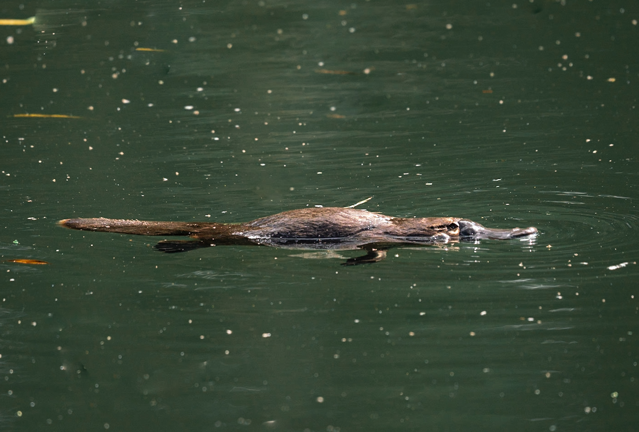 Australian platypus