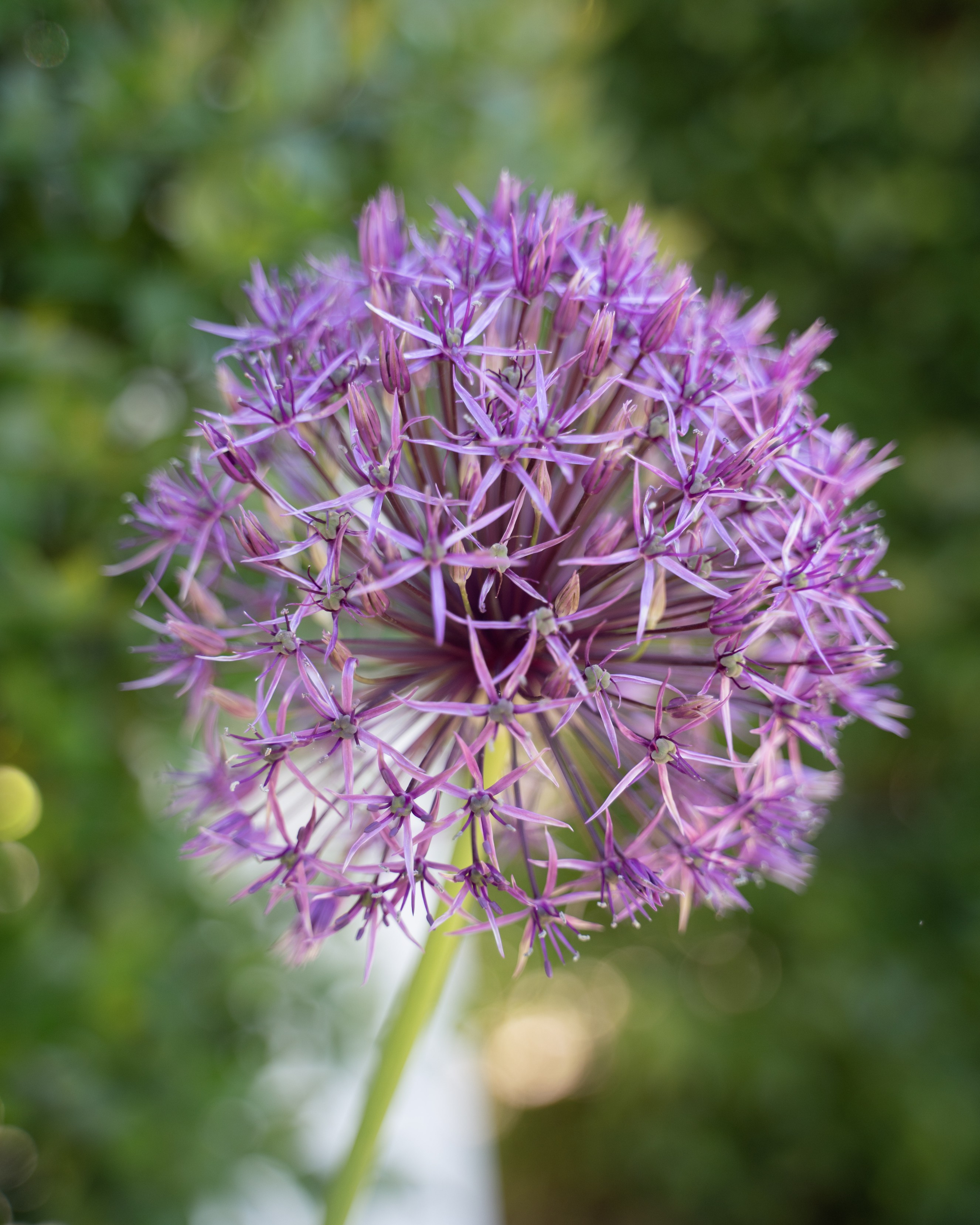 Purple flowers