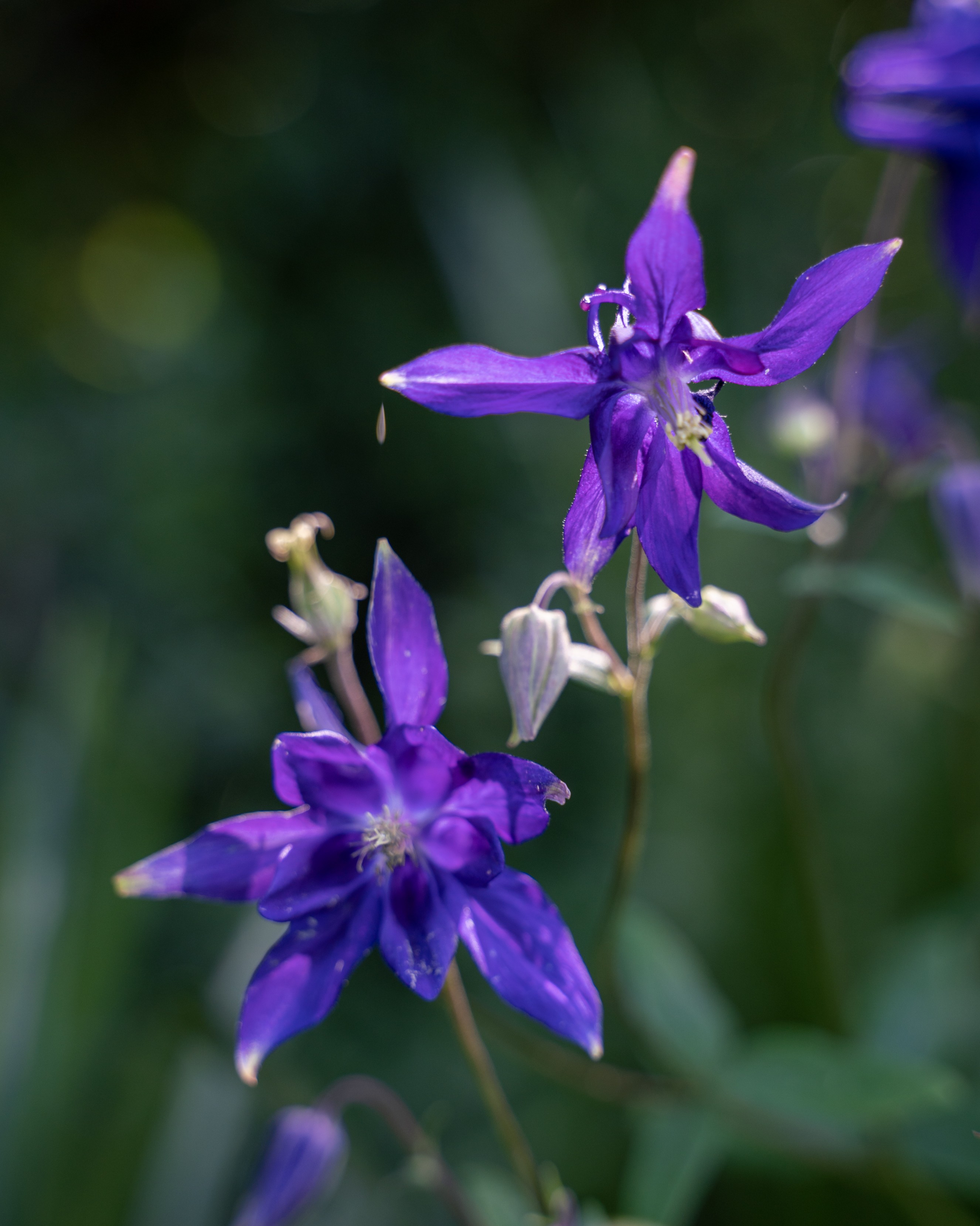 Purple flowers