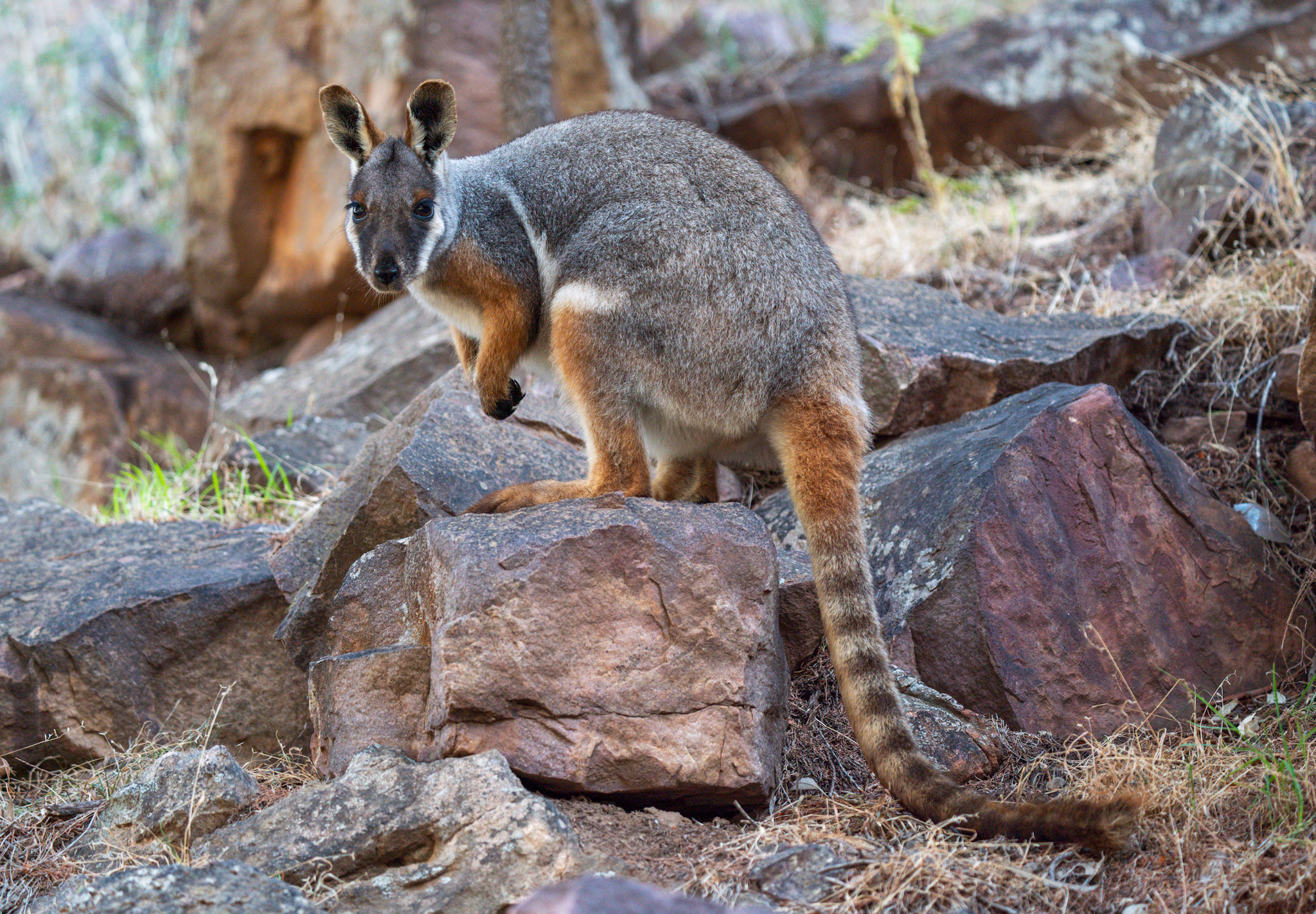 Yellow-footed rock wallaby
